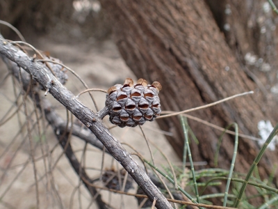 Allocasuarina muelleriana - Photo by Messina, Andre